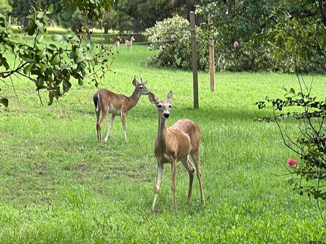 Lot 72 Cypress Cir, Home with 0 bedrooms, 0 bathrooms and null parking in Mt Vernon TX | Image 9