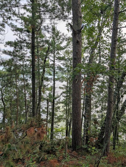 TBD Birch Run Ln Se, Bemidji, MN, 56601 | Card Image