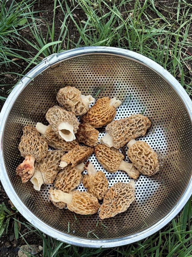 Fish Camp morels | Image 61