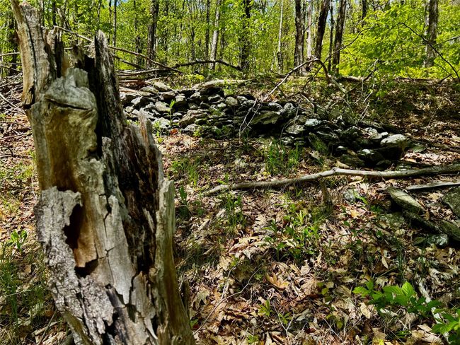 View of tree filled area | Image 19