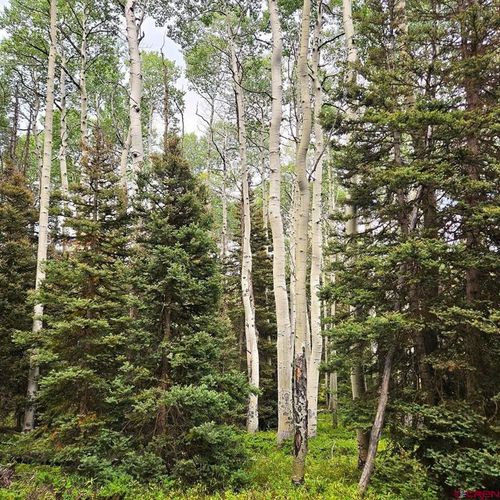 390 Rim Rd, Cimarron, CO, 81220-9524 | Card Image