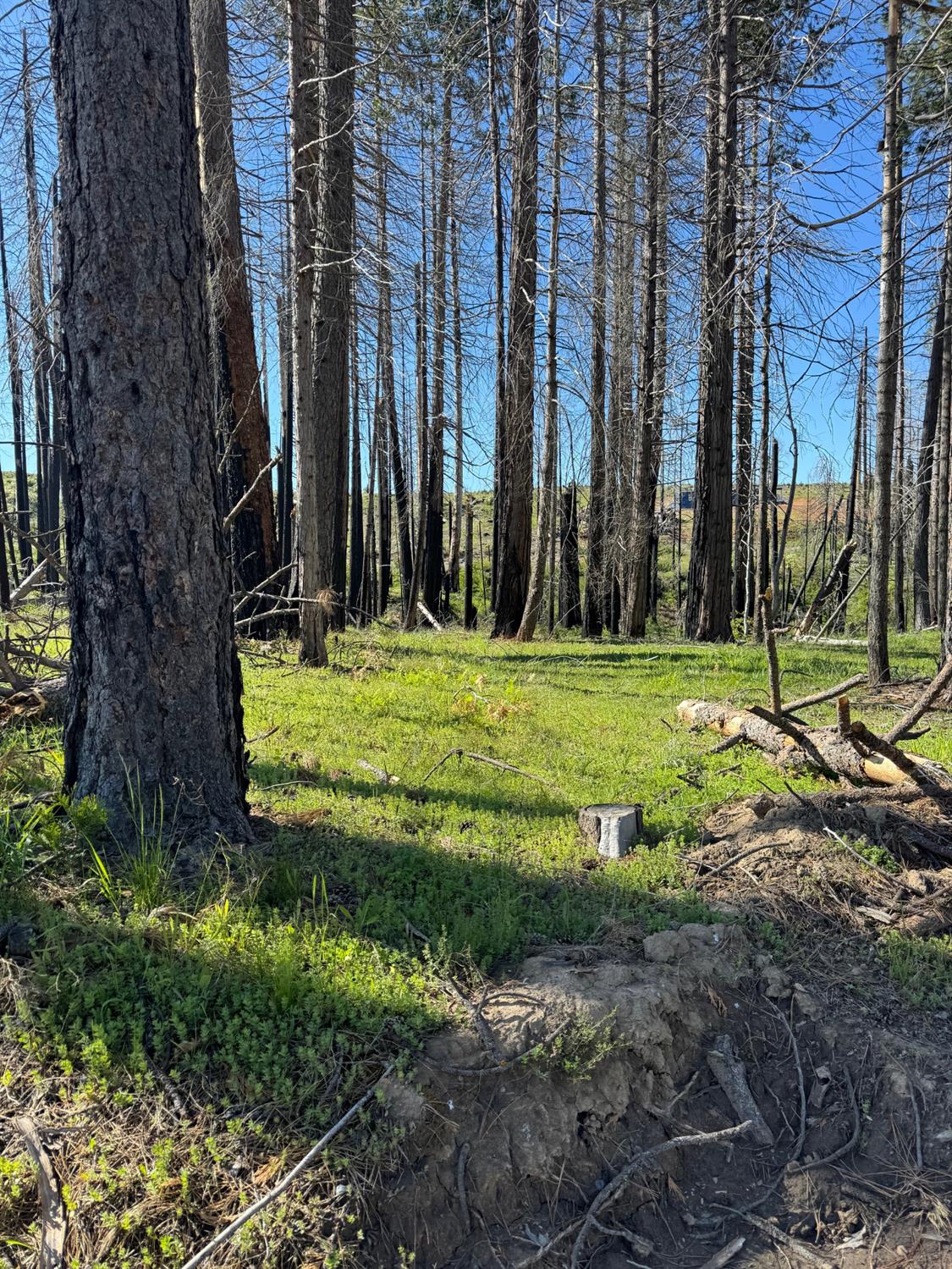Land in Grizzly Flats