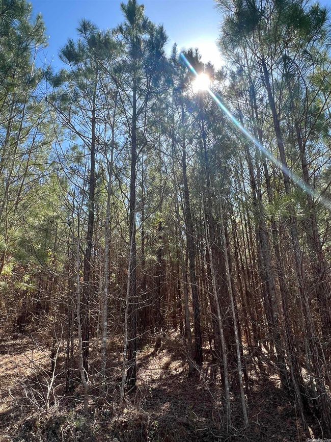00 Nevada County 175 Road, Home with 0 bedrooms, 0 bathrooms and null parking in Rosston AR | Image 4