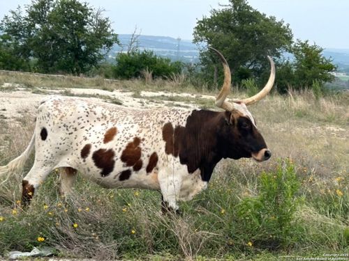 LOT 71 Great Sky Ave., Kerrville, TX, 78028 | Card Image