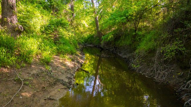 View of local wilderness | Image 37