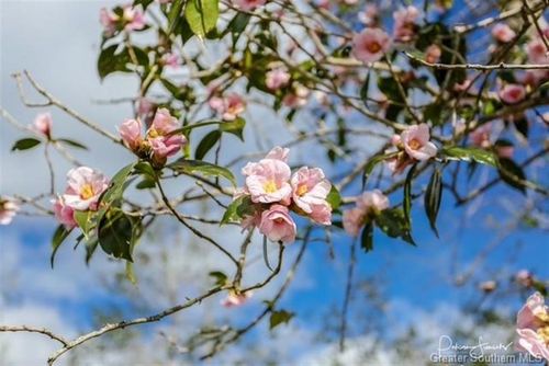 0 Camelia Ct, Lake Charles, LA, 70611 | Card Image