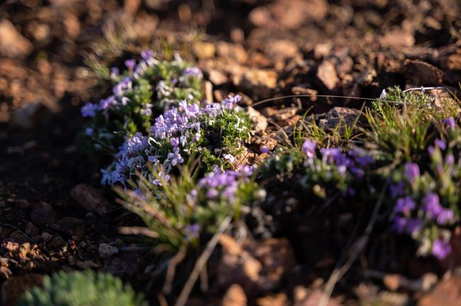 TPark_1604_051123 | Image 9