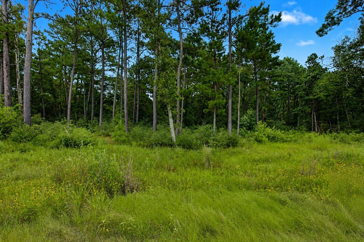 Land in Centerville 5
