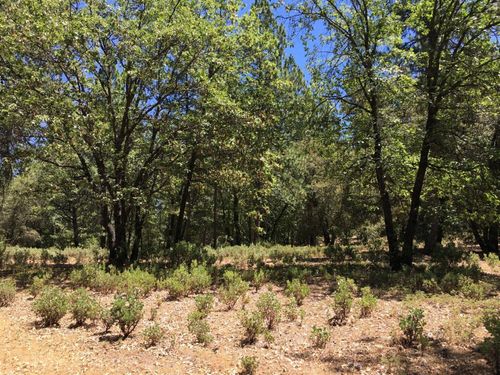 Parcel B Ridge Rd, Rail Road Flat, CA, 95248 | Card Image