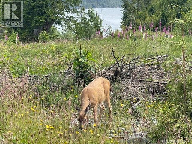 Land in Telegraph Cove 3