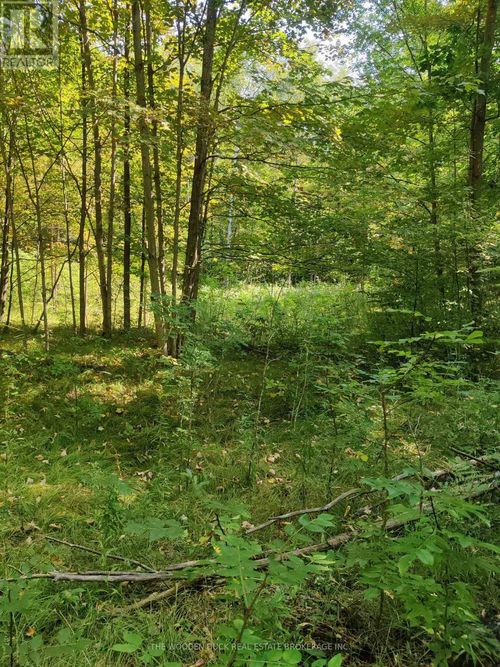 0East1 Road Allowance Road, Havelock-Belmont-Methuen (Belmont-Methuen), ON, K0L1Z0 | Card Image