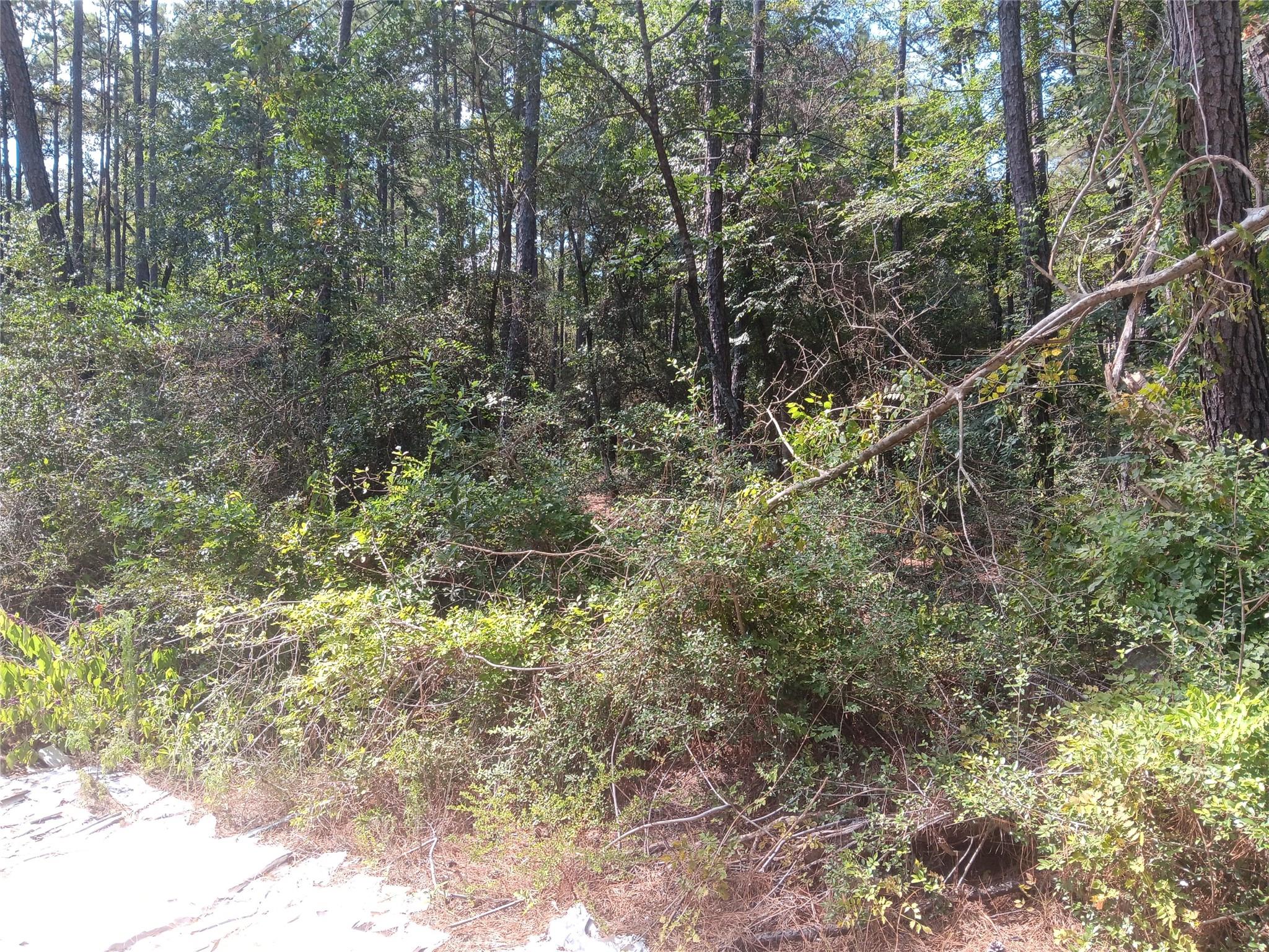 Land in Plantersville 5