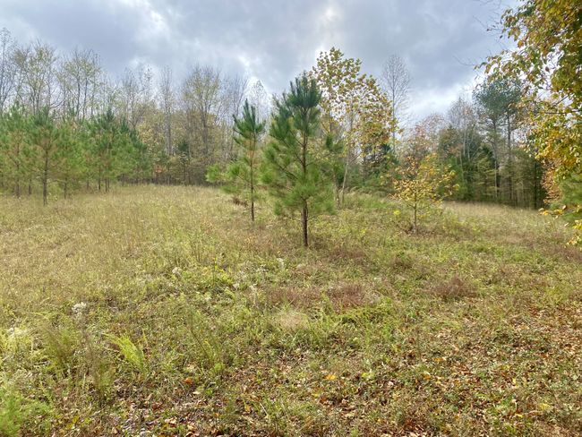 427 Blooming Grove Rd, House other with 2 bedrooms, 2 bathrooms and null parking in Five Points TN | Image 32