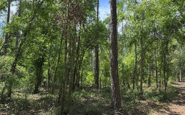 TBD 172 Nd Trce, Home with 0 bedrooms, 0 bathrooms and null parking in LIVE OAK FL | Image 13