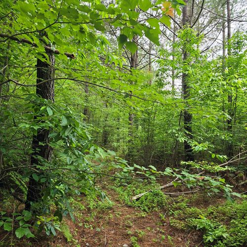 Lot 13 Holly Woods, Robbins, TN, 38562 | Card Image