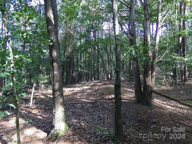 Nice Hardwood and Pines | Image 7
