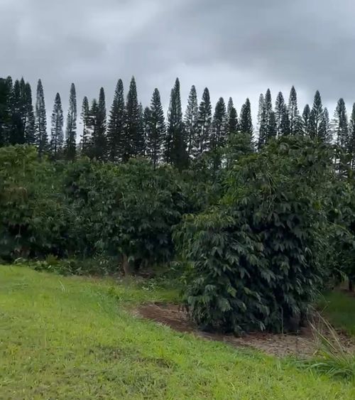 96-1977 Kumupea Road, PAHALA, HI, 96777 | Card Image