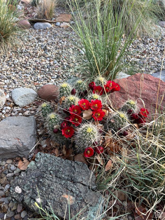 Cacti in bloom, back yard | Image 17