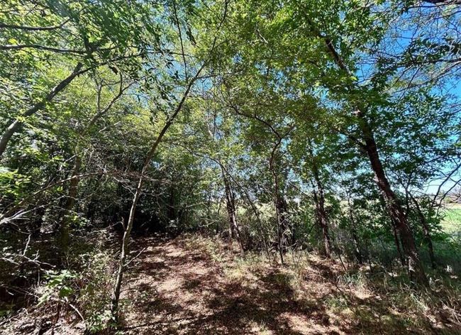 View of nature featuring a wooded view | Image 12