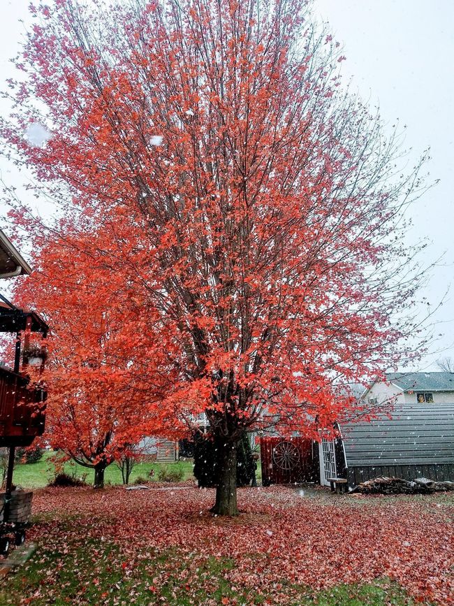 Beautiful maples in back for privacy | Image 28