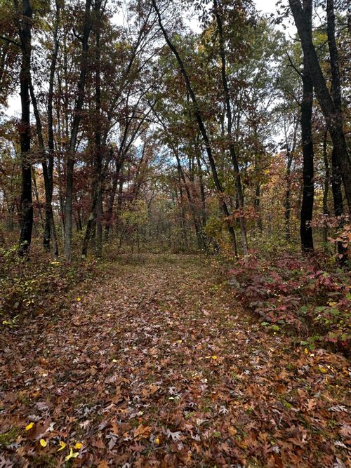 6421 N Irons Rd, Irons, MI, 49644 | Card Image