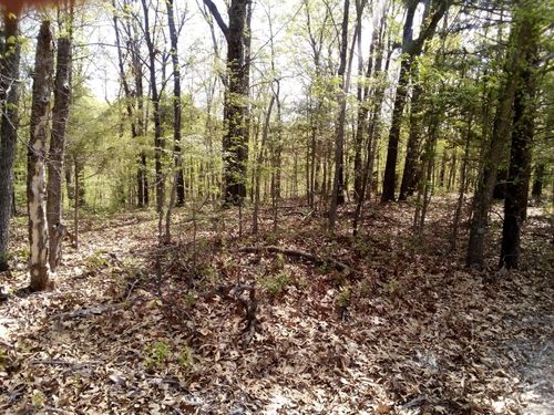 000 Serenity Ridge Rd, Ozark, MO, 65721 | Card Image