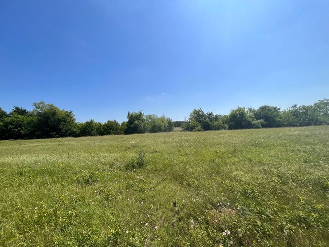 Field and some trees | Image 4