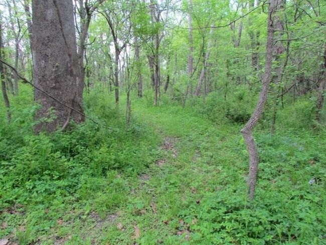 Tract 1 Renick Road, Home with 0 bedrooms, 0 bathrooms and null parking in Oak Grove MO | Image 33