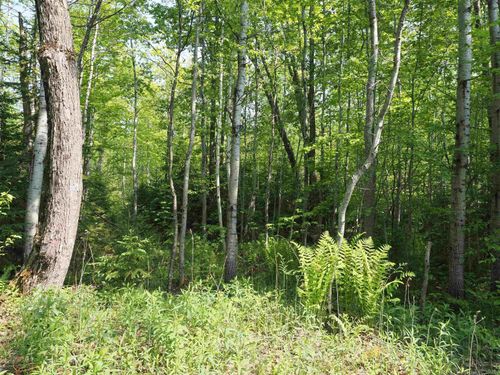 East Us Highway 2, Marenisco, MI, 49947 | Card Image