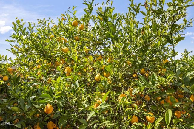 Orange tree 2 | Image 29