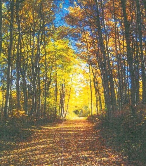 Lot 21 Lot 21 Misty River Trail, Windsor, SC, 29856 | Card Image