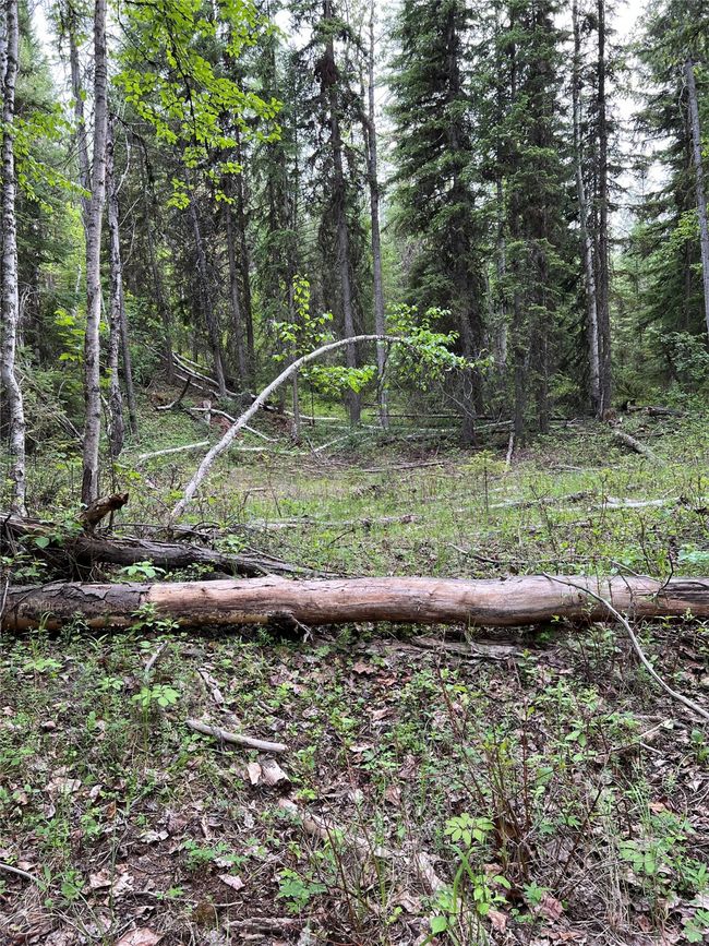 more open areas that would need minimal clearing for access | Image 127