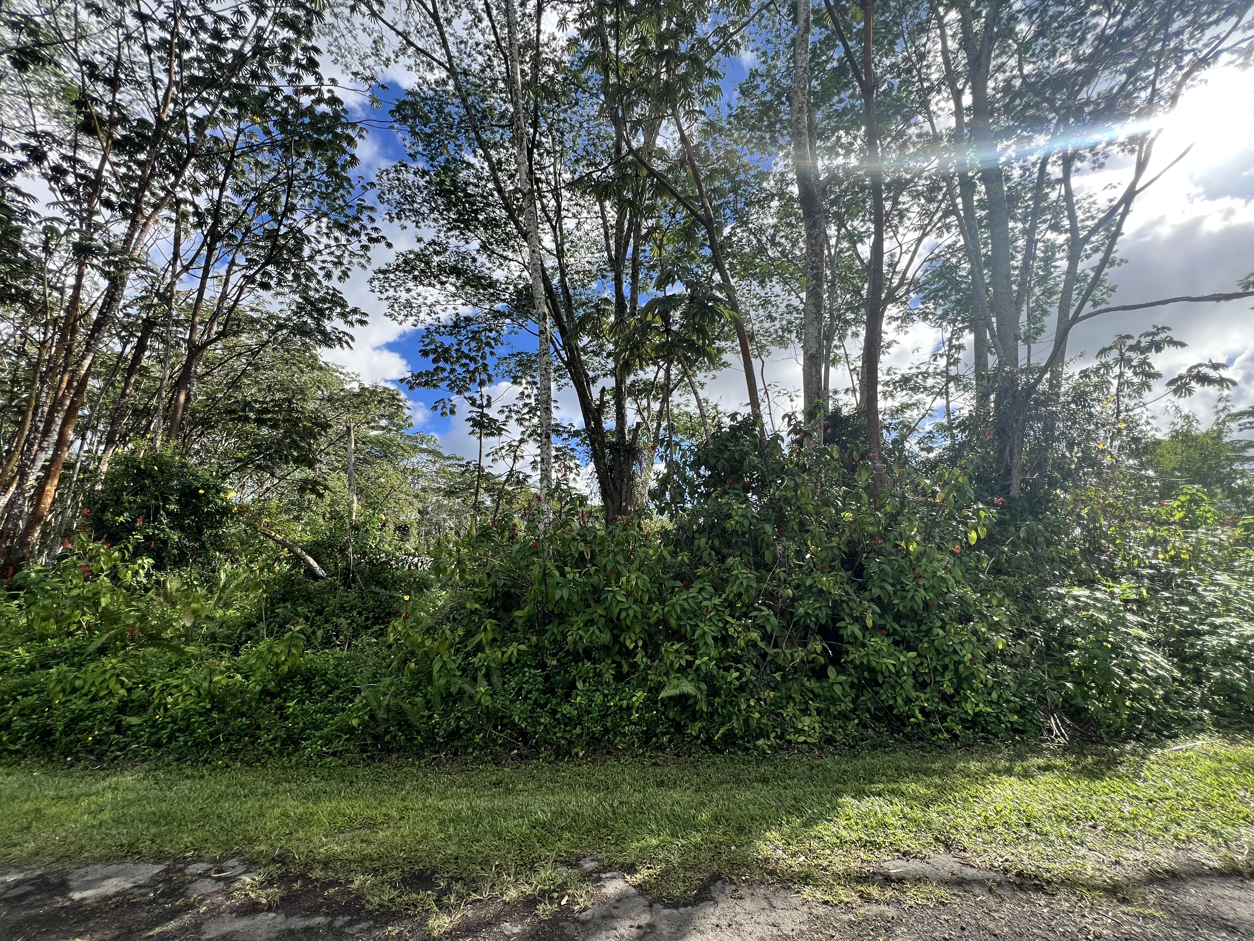 Land in Pahoa 2