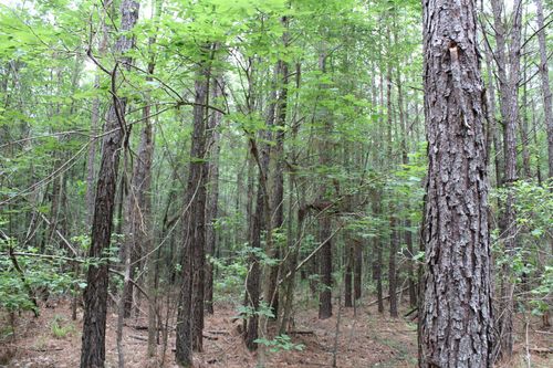 1 Mott Rd, Plain Dealing, LA, 71064 | Card Image