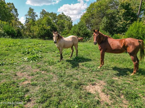 2733 Shipe Rd, Mascot, TN, 37806-1806 | Card Image