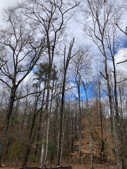 1351 Ogletree Rd, Auburn, AL, 36830-7512 | Card Image