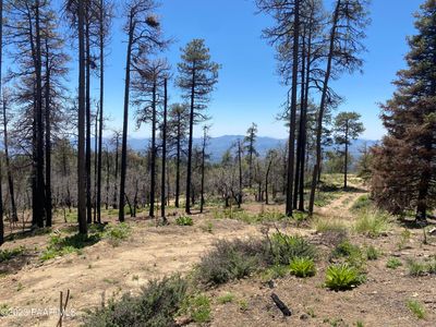 Tall Pines with views | Image 3