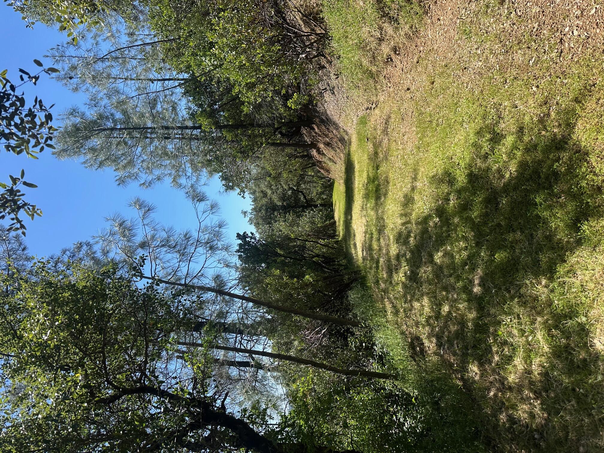 Land in Shasta Lake 5