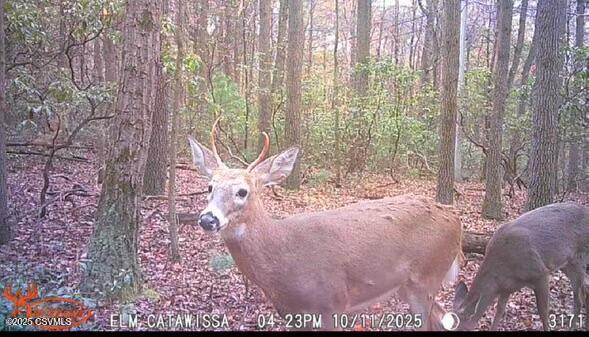 Land in Catawissa 4