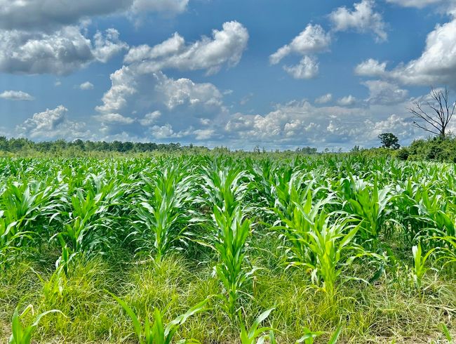 View of local wilderness with farmland and rural landscape | Image 4