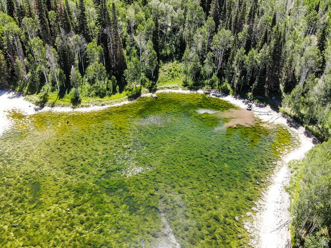 Drone / aerial view featuring a view of trees | Image 20