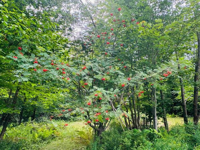 376 Stephenson Hts, House other with 3 bedrooms, 2 bathrooms and null parking in Irasburg VT | Image 15