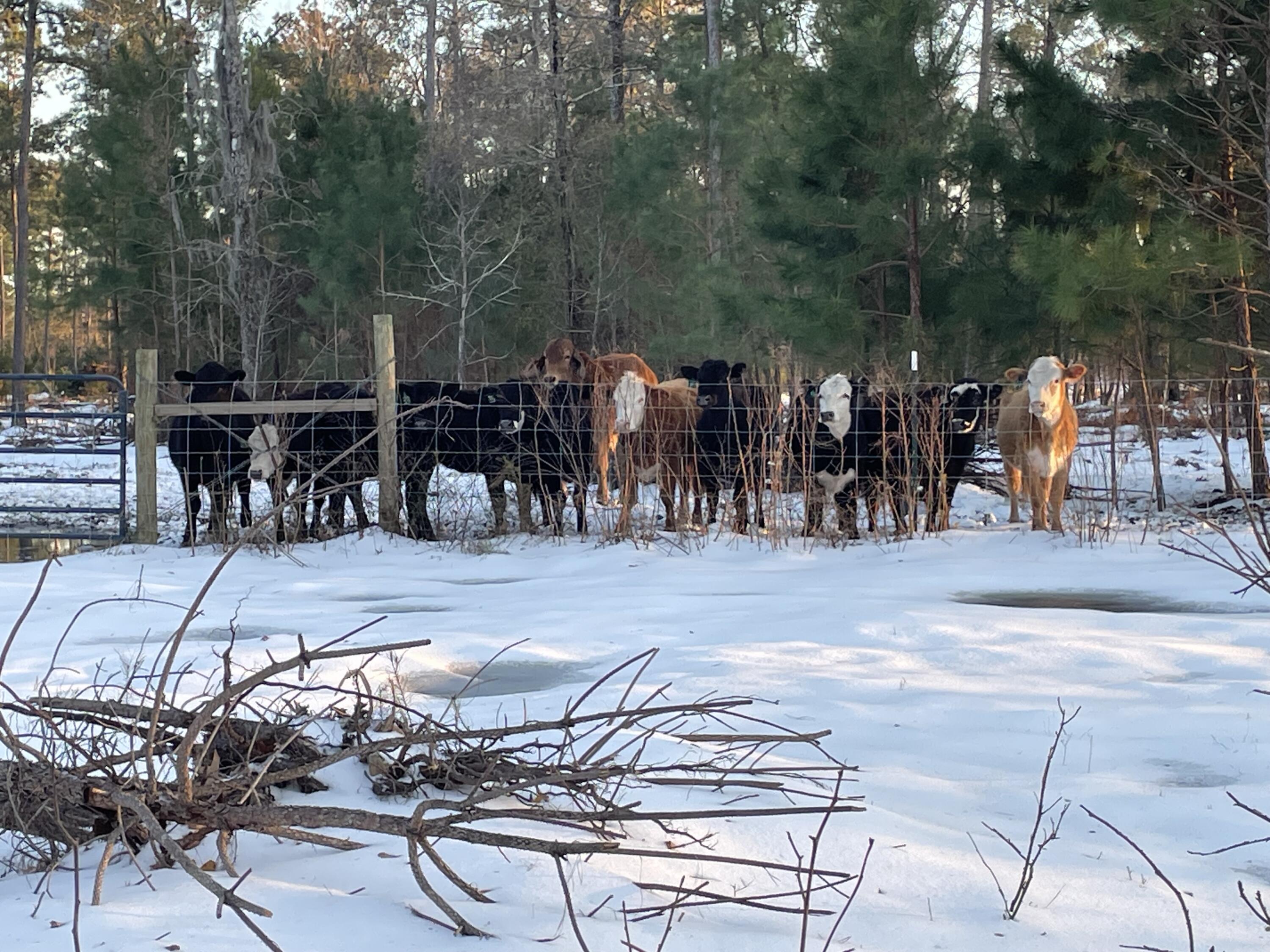Land in Walterboro