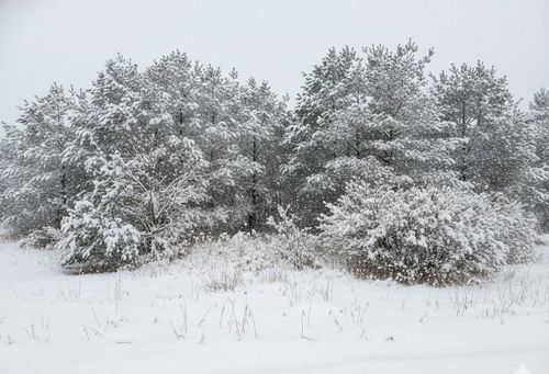 1 Spruce Hollow Trce, Fife Lake, MI, 49633 | Card Image