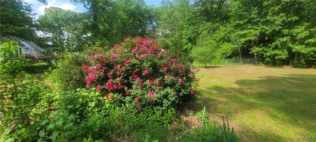 Look at the beautiful Roses!! | Image 16