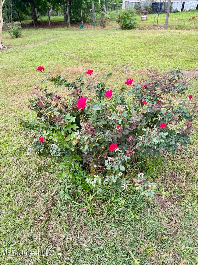 Rose bush | Image 8