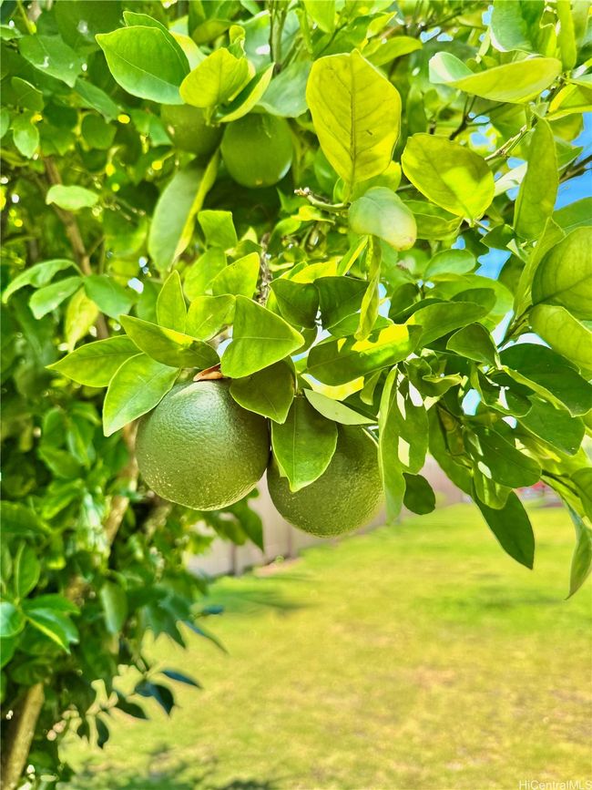 Beautiful garden awaits you | Image 23