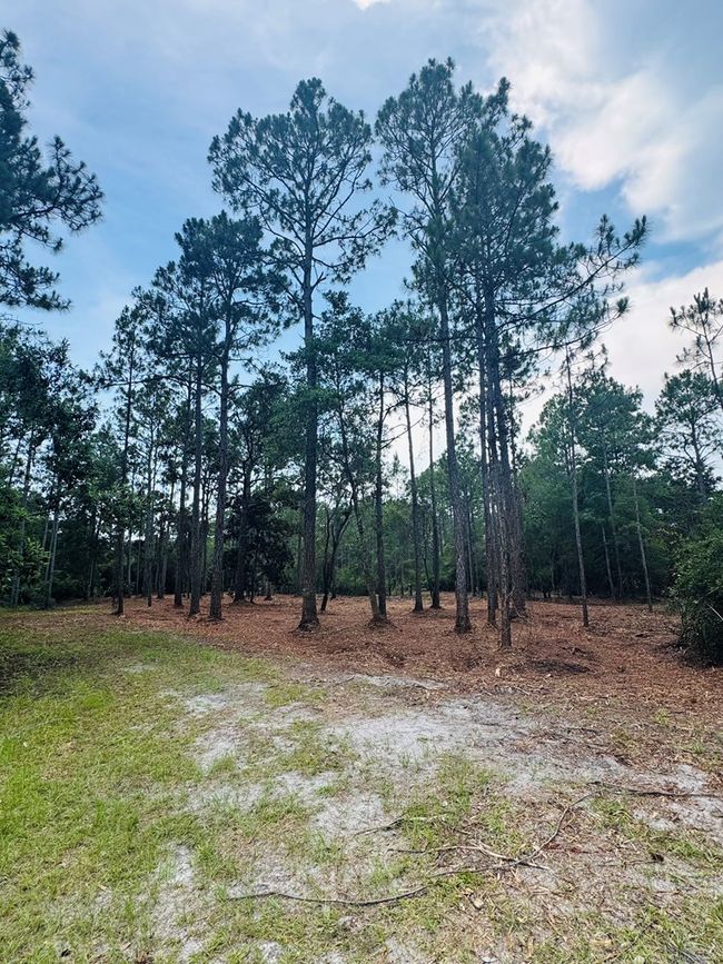 177 Skipper Rd, Home with 0 bedrooms, 0 bathrooms and null parking in Carrabelle FL | Image 9