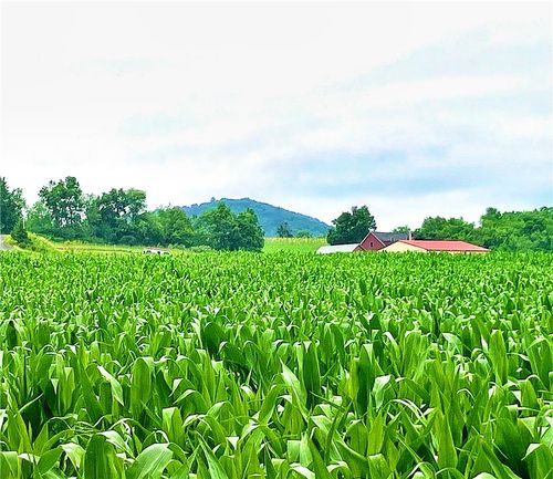lot-6-8368 Allemaengel Road, New Tripoli, PA, 18066 | Card Image