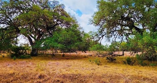 530 Buckskin Trl, Bandera, TX, 78003 | Card Image